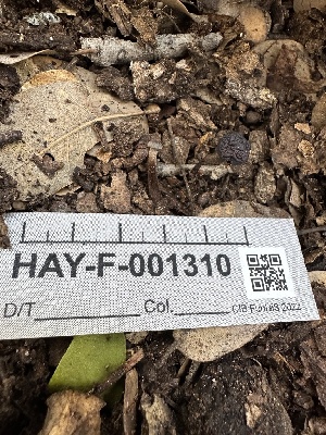  (Collybiopsis sp. CA01 - HAY-F-001310)  @11 [ ] by-nc (2023) Aaron Tupac Fungal Diversity Survey