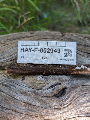  ( - HAY-F-002943)  @11 [ ] by-nc (2023) Stu Pickell Fungal Diversity Survey