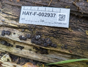  ( - HAY-F-002937)  @11 [ ] by-nc (2023) Stu Pickell Fungal Diversity Survey