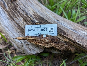  ( - HAY-F-002939)  @11 [ ] by-nc (2023) Stu Pickell Fungal Diversity Survey