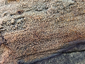  ( - HAY-F-002942)  @11 [ ] by-nc (2023) Stu Pickell Fungal Diversity Survey
