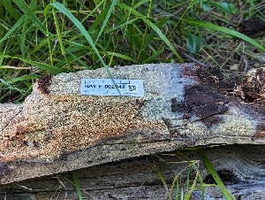  ( - HAY-F-002942)  @11 [ ] by-nc (2023) Stu Pickell Fungal Diversity Survey