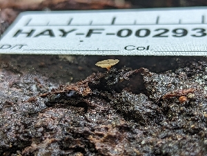  (Martininia - HAY-F-002938)  @11 [ ] by-nc (2023) Stu Pickell Fungal Diversity Survey