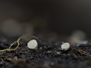  (Bloxamia - HAY-F-002943)  @11 [ ] by-nc (2023) Stu Pickell Fungal Diversity Survey
