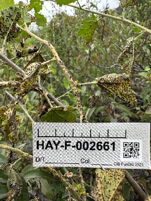  (Puccinia sp. malvacearum-CA01 - HAY-F-002661)  @11 [ ] c (2023) Rudy Diaz Fungal Diversity Survey