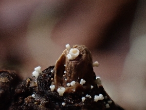  (Lachnum sp. CA08 - HAY-F-000760)  @11 [ ] by (2023) Mandy Hackney Fungal Diversity Survey