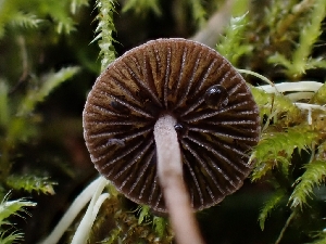  (Panaeolus acuminatus - HAY-F-000759)  @11 [ ] by (2023) Mandy Hackney Fungal Diversity Survey