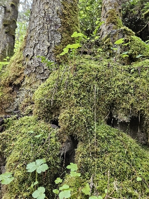  ( - HAY-F-000759)  @11 [ ] by (2023) Mandy Hackney Fungal Diversity Survey