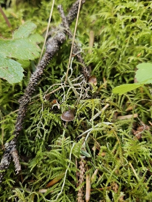  ( - HAY-F-000759)  @11 [ ] by (2023) Mandy Hackney Fungal Diversity Survey