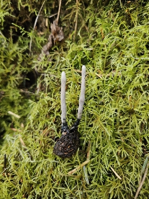  (Xylaria sp. bulbosa-CA01 - HAY-F-000739)  @11 [ ] by (2023) Mandy Hackney Fungal Diversity Survey