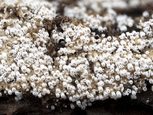  ( - HAY-F-002167)  @11 [ ] by-nc (2023) Stu Pickell Fungal Diversity Survey