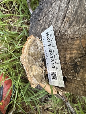  ( - HAY-F-001319)  @11 [ ] by-nc (2023) Aaron Tupac Fungal Diversity Survey