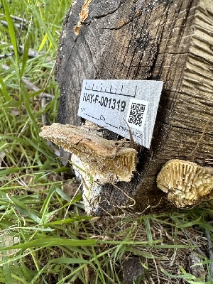  ( - HAY-F-001319)  @11 [ ] by-nc (2023) Aaron Tupac Fungal Diversity Survey