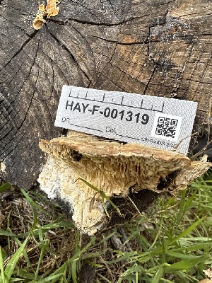  ( - HAY-F-001319)  @11 [ ] by-nc (2023) Aaron Tupac Fungal Diversity Survey