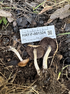  ( - HAY-F-001324)  @11 [ ] by-nc (2023) Aaron Tupac Fungal Diversity Survey