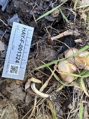  ( - HAY-F-001324)  @11 [ ] by-nc (2023) Aaron Tupac Fungal Diversity Survey