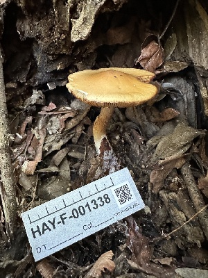  ( - HAY-F-001338)  @11 [ ] by-nc (2023) Aaron Tupac Fungal Diversity Survey