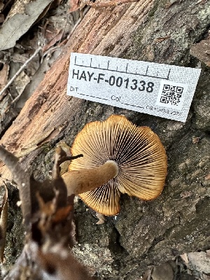  ( - HAY-F-001338)  @11 [ ] by-nc (2023) Aaron Tupac Fungal Diversity Survey