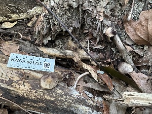  (Coprinopsis sp. CA03 - HAY-F-001253)  @11 [ ] by-nc (2023) Aaron Tupac Fungal Diversity Survey