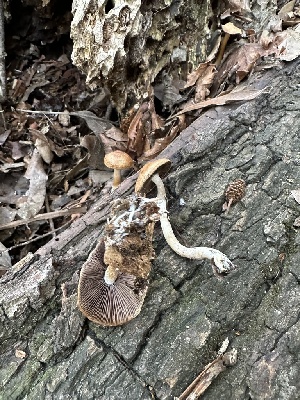  ( - HAY-F-001253)  @11 [ ] by-nc (2023) Aaron Tupac Fungal Diversity Survey