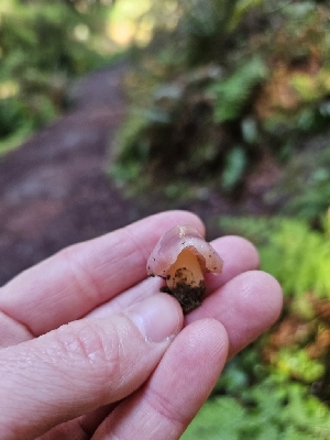  (Porpolomopsis sp. CA01 - HAY-F-000743)  @11 [ ] by (2023) Mandy Hackney Fungal Diversity Survey