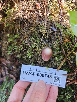  ( - HAY-F-000743)  @11 [ ] by (2023) Mandy Hackney Fungal Diversity Survey