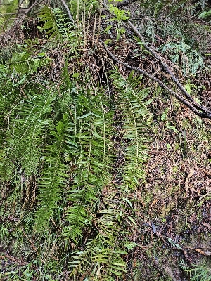  ( - HAY-F-000743)  @11 [ ] by (2023) Mandy Hackney Fungal Diversity Survey