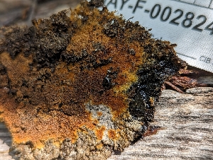  (Odontia - HAY-F-007942)  @11 [ ] by-nc (2023) Stu Pickell Fungal Diversity Survey