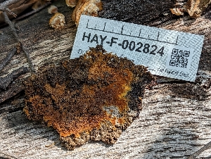  ( - HAY-F-007942)  @11 [ ] by-nc (2023) Stu Pickell Fungal Diversity Survey