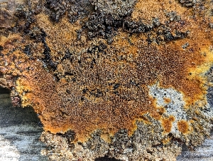  ( - HAY-F-007942)  @11 [ ] by-nc (2023) Stu Pickell Fungal Diversity Survey