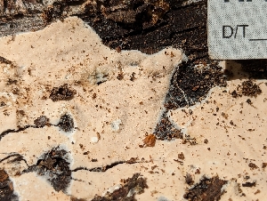  ( - HAY-F-002947)  @11 [ ] by-nc (2023) Stu Pickell Fungal Diversity Survey
