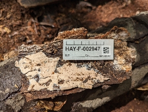  ( - HAY-F-002947)  @11 [ ] by-nc (2023) Stu Pickell Fungal Diversity Survey