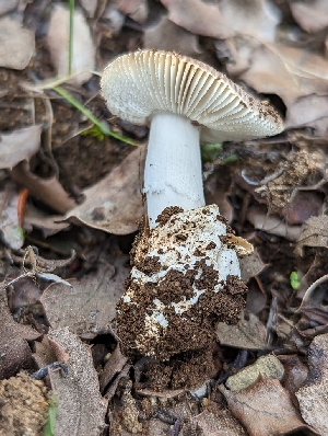  ( - HAY-F-002949)  @11 [ ] by-nc (2023) Stu Pickell Fungal Diversity Survey