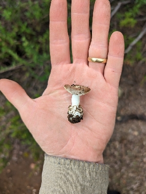  ( - HAY-F-002949)  @11 [ ] by-nc (2023) Stu Pickell Fungal Diversity Survey