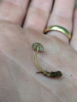  ( - HAY-F-002833)  @11 [ ] by-nc (2023) Stu Pickell Fungal Diversity Survey