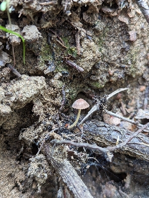  ( - HAY-F-002833)  @11 [ ] by-nc (2023) Stu Pickell Fungal Diversity Survey
