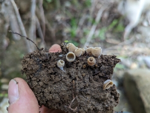  ( - HAY-F-002950)  @11 [ ] by-nc (2023) Stu Pickell Fungal Diversity Survey