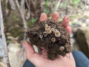  ( - HAY-F-002950)  @11 [ ] by-nc (2023) Stu Pickell Fungal Diversity Survey