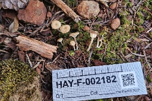 (Lichenomphalia sp. CA01 - HAY-F-002182)  @11 [ ] by-nc (2023) Thea Chesney Fungal Diversity Survey