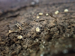  ( - HAY-F-001906)  @11 [ ] by-nc (2023) Sadie Hickey Fungal Diversity Survey