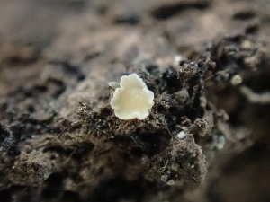  (Hyaloscypha sp. CA01 - HAY-F-001906)  @11 [ ] by-nc (2023) Sadie Hickey Fungal Diversity Survey