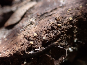 ( - HAY-F-001906)  @11 [ ] by-nc (2023) Sadie Hickey Fungal Diversity Survey