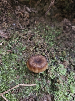  ( - HAY-F-000755)  @11 [ ] by (2023) Mandy Hackney Fungal Diversity Survey