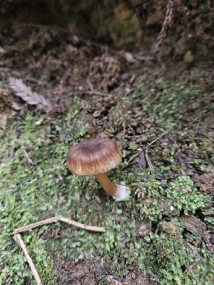  ( - HAY-F-000755)  @11 [ ] by (2023) Mandy Hackney Fungal Diversity Survey