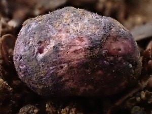  (Destuntzia sp. CA02 - HAY-F-000753)  @11 [ ] by (2023) Mandy Hackney Fungal Diversity Survey