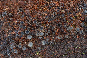  ( - HAY-F-000860)  @11 [ ] by-nc (2023) Warren Cardimona Fungal Diversity Survey