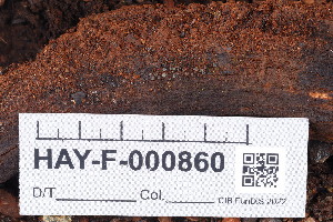  ( - HAY-F-000860)  @11 [ ] by-nc (2023) Warren Cardimona Fungal Diversity Survey