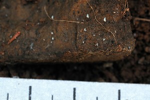  ( - HAY-F-001898)  @11 [ ] by-nc (2023) Warren Cardimona Fungal Diversity Survey