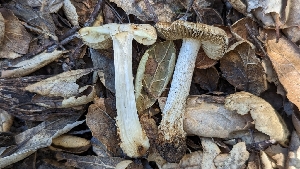  (Pseudosperma sp. CA01 - HAY-F-001391)  @11 [ ] c (2023) Michelle C. Torres-Grant Fungal Diversity Survey