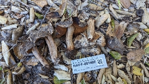 ( - HAY-F-001400)  @11 [ ] c (2023) Michelle C. Torres-Grant Fungal Diversity Survey